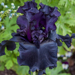 Black Is Black Bearded Iris