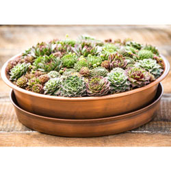 Succulent Planter With Saucer
