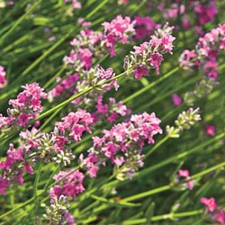 Pink English Lavender