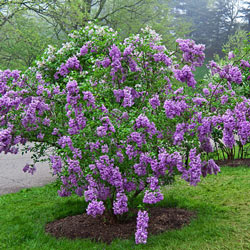 Lilac Sunday Lilac