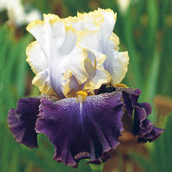 Slovak Prince Bearded Iris
