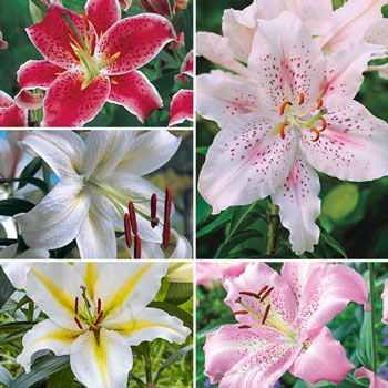 Parfum De Bloom™ Fragrant Lily Collection