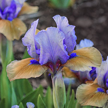 Blueberry Tart  KickStart™ Dwarf Bearded Iris 
