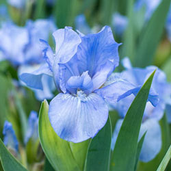 Forever Blue KickStart™ Dwarf Reblooming Iris